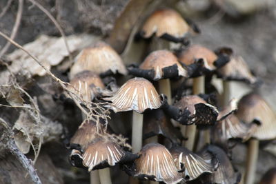 Close-up of fungus in forest