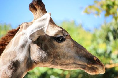 Close-up of giraffe head at zoo