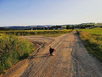 View of dog on road amidst field against sky