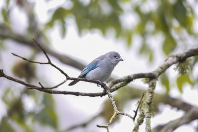 Close-up of bird perching on branch