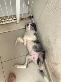 High angle view of dog relaxing on floor