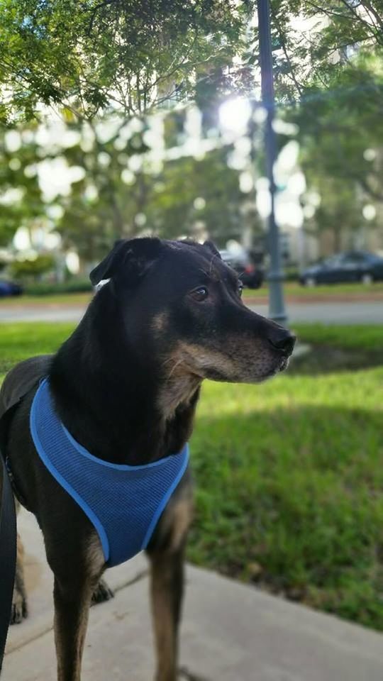 CLOSE-UP OF DOG ON TREE