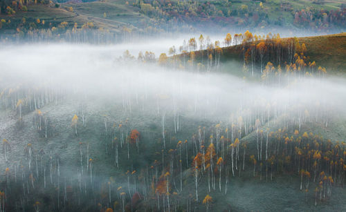 Panoramic view of lake in forest