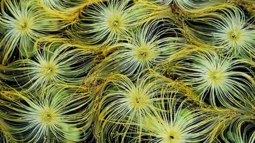 Full frame shot of yellow flowering plants