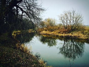 Reflection of trees in water