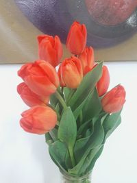 Close-up of tulips in vase