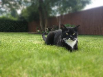 Portrait of cat relaxing on grassy field