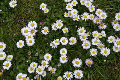 High angle view of white daisy flowers on field