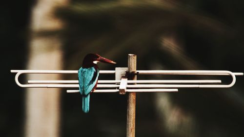 Close-up of bird perching on clothesline