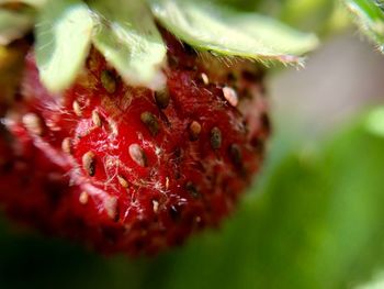 Close-up of strawberry growing on plant