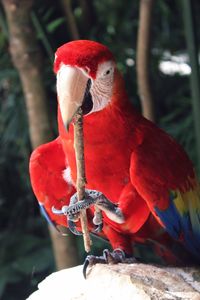 Close-up of scarlet macaw perching on rock