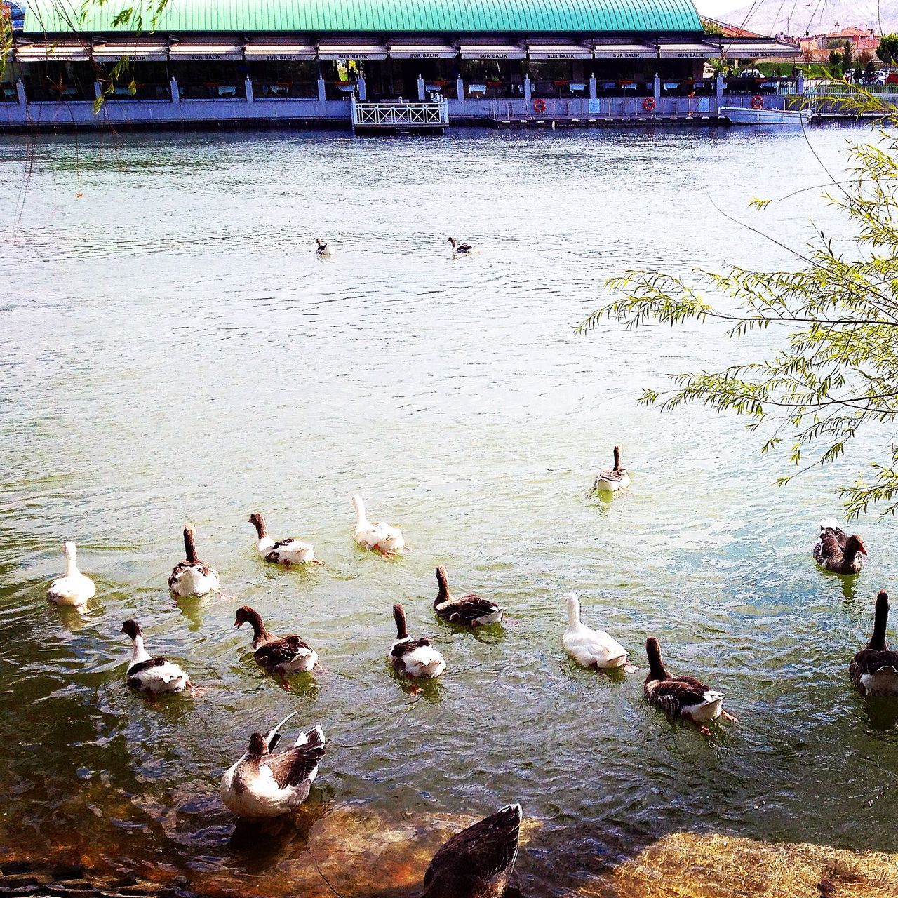 bird, animal themes, animals in the wild, wildlife, water, flock of birds, duck, swimming, high angle view, lake, medium group of animals, nature, water bird, day, outdoors, togetherness, reflection, swan, pigeon