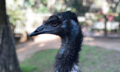 Close-up of a bird looking away