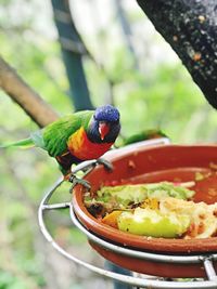 Close-up of parrot eating food