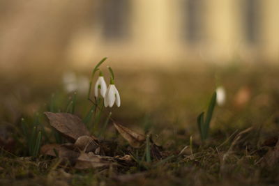 Close-up of flower on field