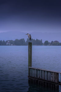 Seagull perching on wooden post in lake