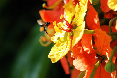 Mud dauber flying by flowers