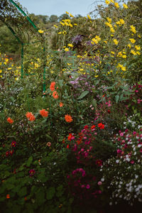 Close-up of flowering plants on field