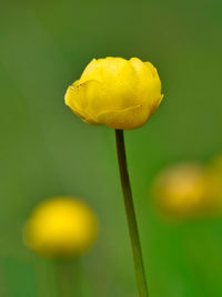 Close-up of yellow flowering plant