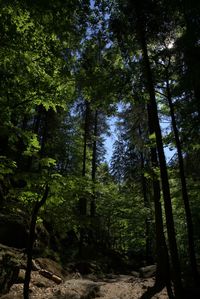 Low angle view of trees in forest