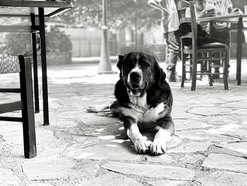 Portrait of dog sitting on footpath