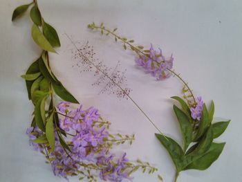 Close-up of pink flowering plant against white background