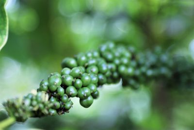 Close-up of berries growing on plant