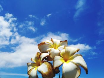 Close-up of yellow flowering plant against blue sky