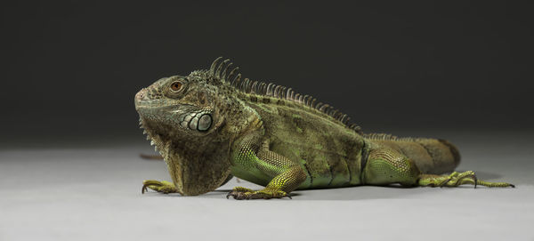 Close-up of iguana