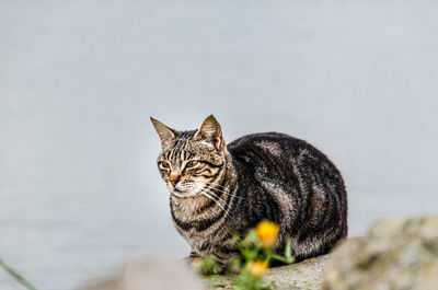 Portrait of a cat