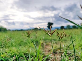 Close-up of insect on grass in field
