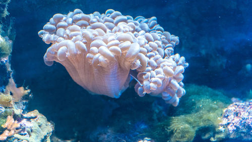 Close-up of coral in sea