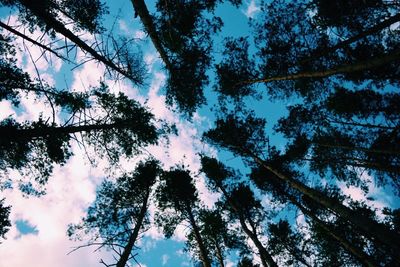 Low angle view of trees against sky