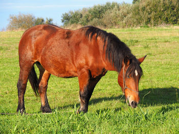 Horse grazing on field