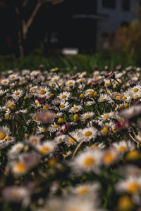 Daisys on a meadow 