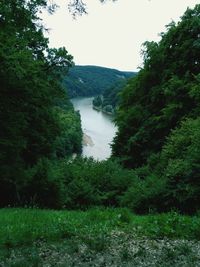 Scenic view of river amidst trees in forest