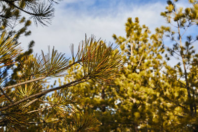 Low angle view of pine tree against sky