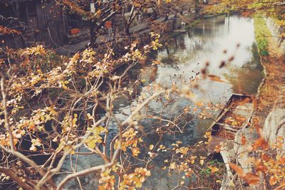 Close-up of tree by water