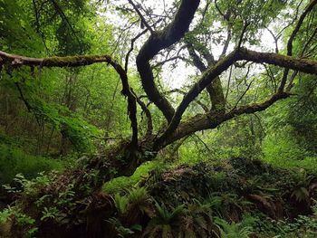 Moss growing on tree trunk in forest