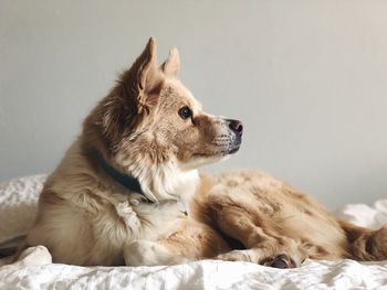 Dog relaxing on bed at home