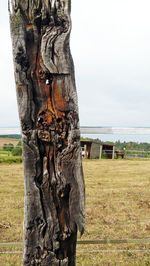 Close-up of tree trunk on field