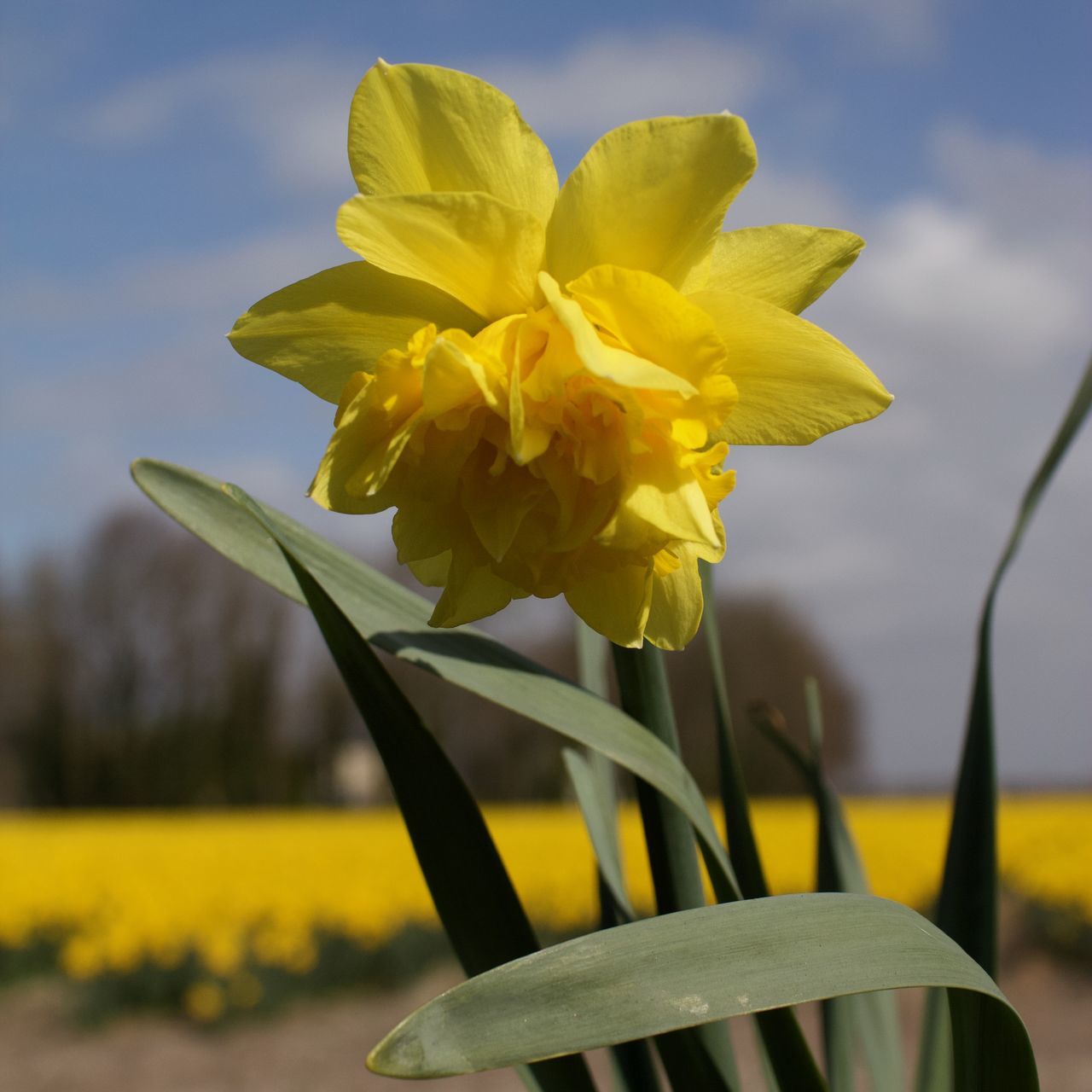 flower, flowering plant, yellow, plant, freshness, beauty in nature, narcissus, nature, flower head, daffodil, close-up, petal, fragility, inflorescence, growth, focus on foreground, sky, no people, blossom, springtime, outdoors, vibrant color, day