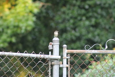 Seagull perching on chainlink fence