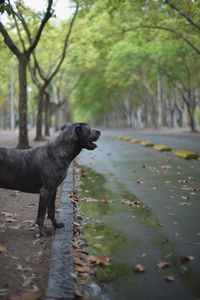 Dog on lake against trees