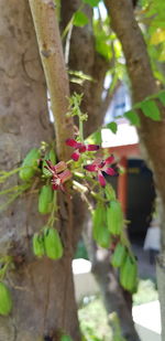 Close-up of flowering plant