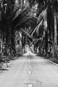 View of palm trees along road