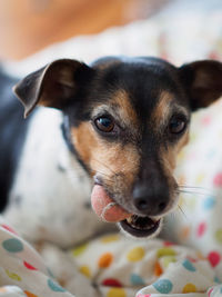Close-up portrait of dog