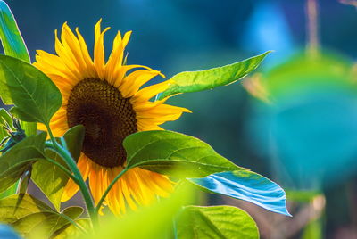 Close-up of sunflower on plant