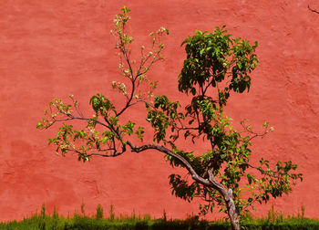 Close-up of plant against orange tree