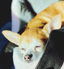 Close-up of a dog resting